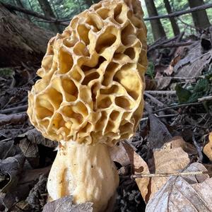 Yellow Morel