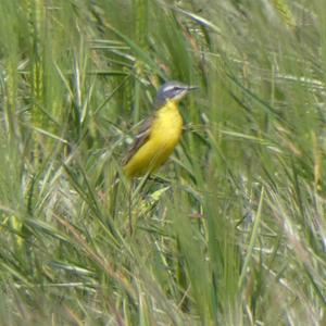 Yellow Wagtail