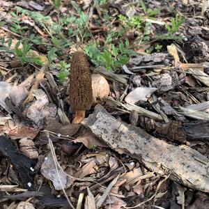 Black Morel