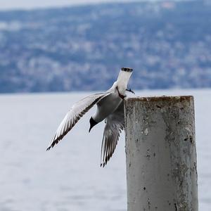 Black-headed Gull