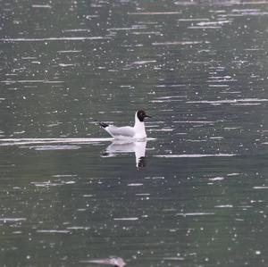 Black-headed Gull