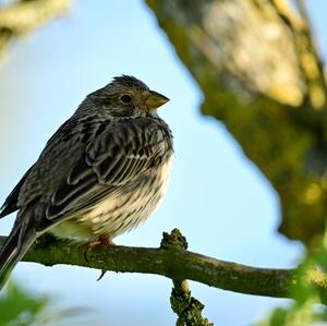 Corn Bunting