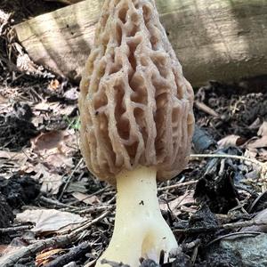 Black Morel