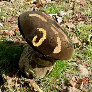 Bay Bolete