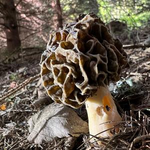 Yellow Morel