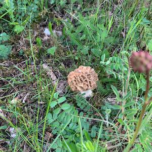 Yellow Morel