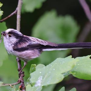 Long-tailed Tit