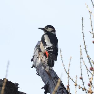 Great Spotted Woodpecker