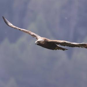 Golden Eagle