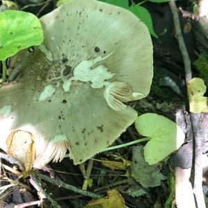 Fawn Mushroom