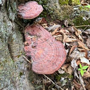 Unknown Species