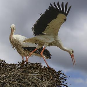 White Stork