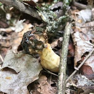 Yellow Morel