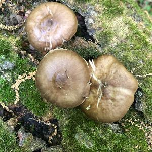 Fawn Mushroom