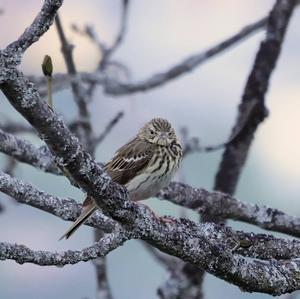 Tree Pipit