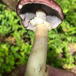 Wine-cap Stropharia