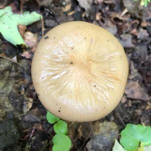 Fawn Mushroom