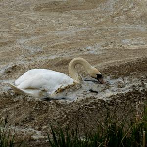 Mute Swan