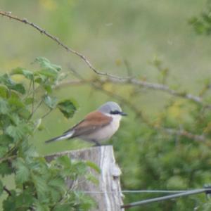 Red-backed Shrike