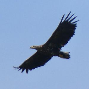 White-tailed Eagle