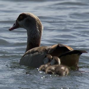 Nilgans