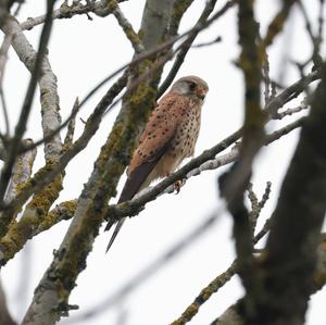 Common Kestrel