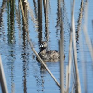 Pied-billed Grebe