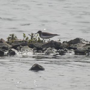 Common Sandpiper