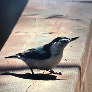 White-breasted Nuthatch