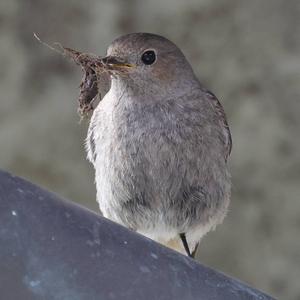 Black Redstart