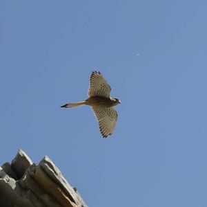 Common Kestrel