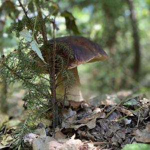 Summer Bolete