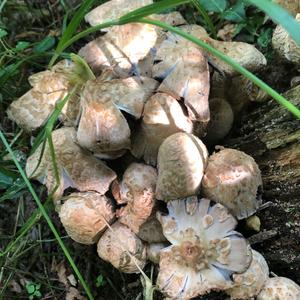 Shaggy Mane