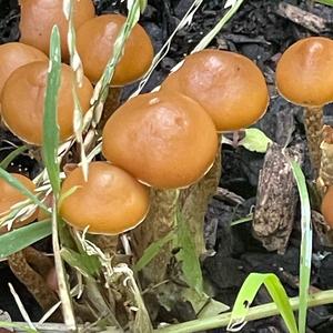 Deadly Galerina