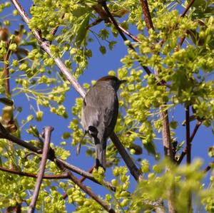 Blackcap