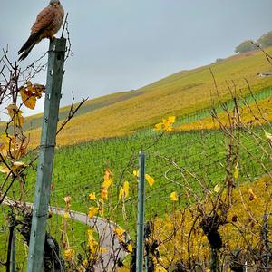 Common Kestrel