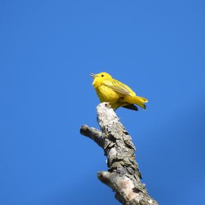 Yellow Warbler