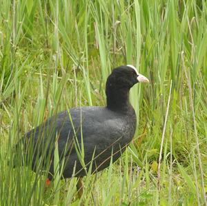 Bläßhuhn