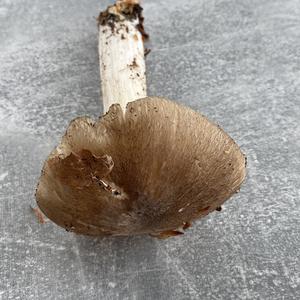 Broad-gilled Agaric