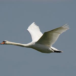 Mute Swan