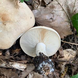 St George`s Mushroom