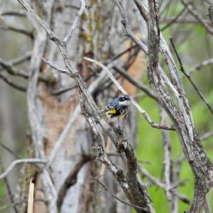 Yellow-rumped Warbler