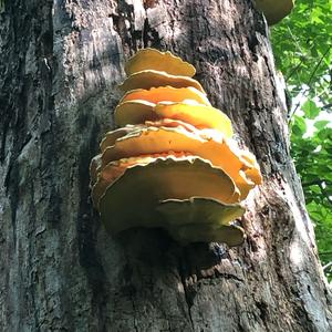 Chicken Mushroom