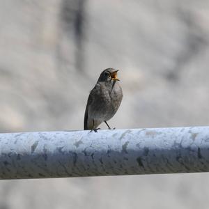 Black Redstart