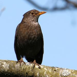 Eurasian Blackbird