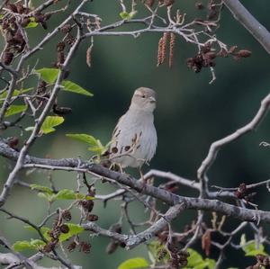 House Sparrow