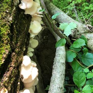 Oyster Mushroom