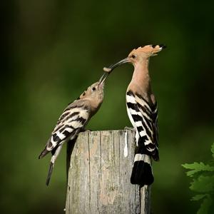 Eurasian Hoopoe