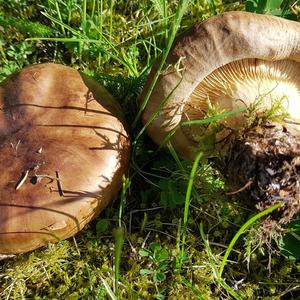 Poison Paxillus