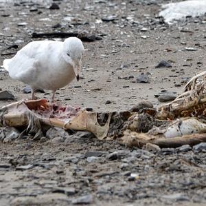 Glaucous Gull